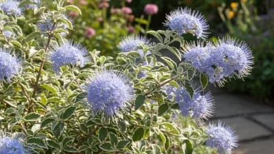Blauwspirea