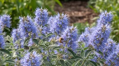 Bartblume