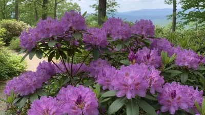 Catawba Rhododendron