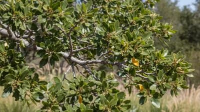 Cedar Elm