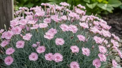 Cheddar Pinks