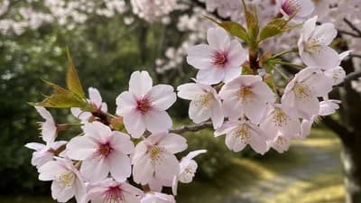 Japanische Bergkirsche