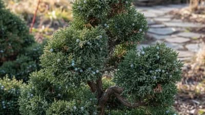 Chinese Juniper
