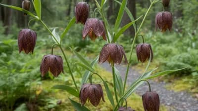 Chocolate Lily