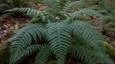 Christmas Fern