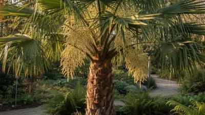 Chusan Palm