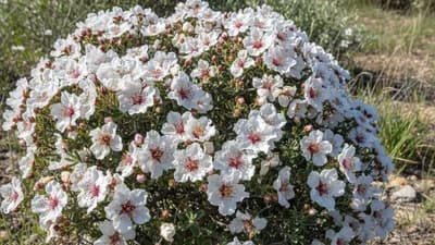 Cistus (Jara)