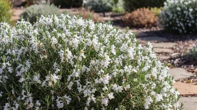 Coastal Rosemary (Westringia)