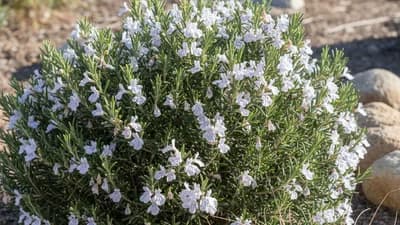 Coastal Rosemary