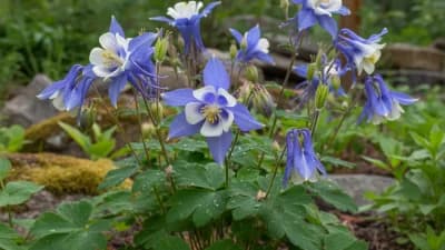 Colorado Blue Columbine