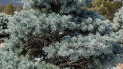 Colorado Blue Spruce