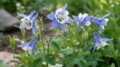 Colorado Columbine
