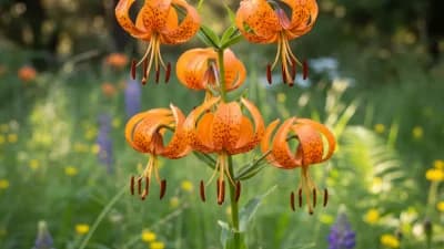 Columbia Lily