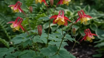 Columbine