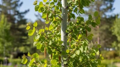 Columnar Swedish Aspen