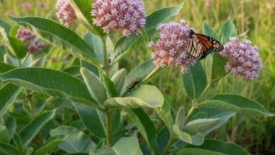 Common Milkweed