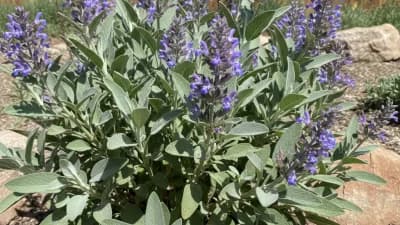 Common Sage
