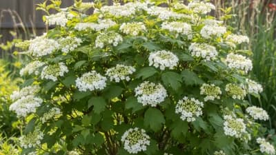 Compact American Cranberrybush