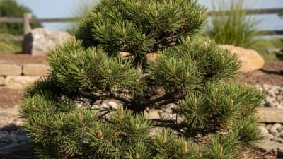 Compact Mugo Pine