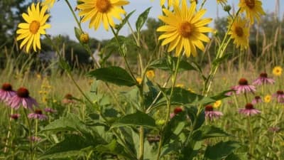 Compass Plant