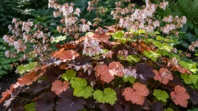 Coral Bells
