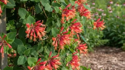 Coral Honeysuckle