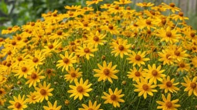 Coreopsis