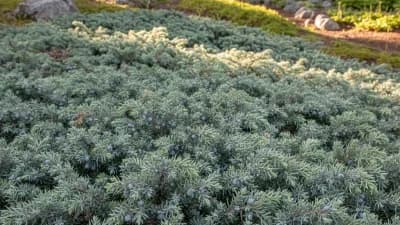 Creeping Juniper