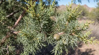 Ciprés de Arizona