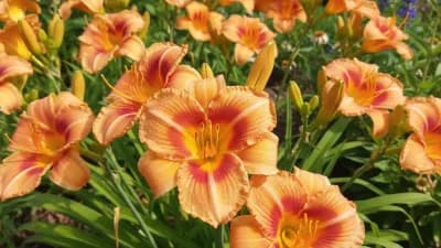 Daylily