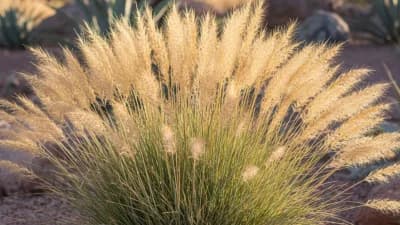 Deer Grass