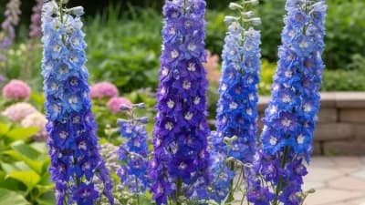 Delphiniums