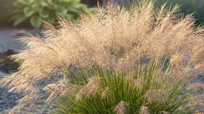 Tufted Hair Grass