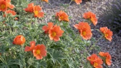 Desert Globemallow