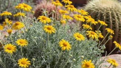 Desert Marigold