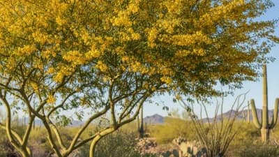 Desert Museum Palo Verde