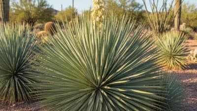 Desert Spoon
