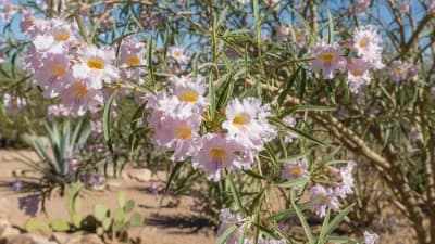Desert Willow