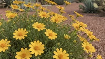 Desert Zinnia