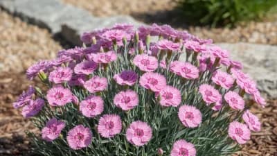 Dianthus