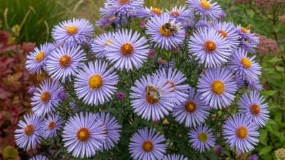 Douglas Aster