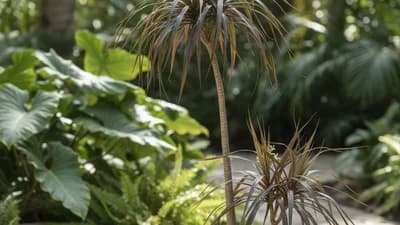 Dracena-de-madagascar
