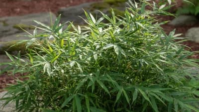 Dwarf Bamboo