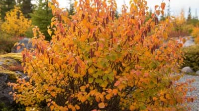Dwarf Birch