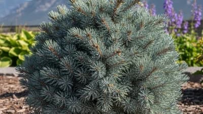 Dwarf Blue Spruce