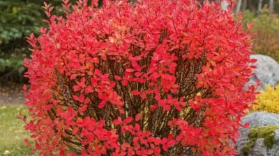 Dwarf Burning Bush