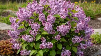 Dwarf Korean Lilac