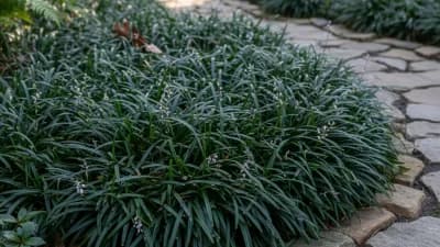 Dwarf Mondo Grass