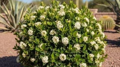 Dwarf Pittosporum