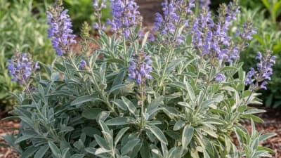 Dwarf Sage